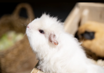 ELEONORE PIOCHE - PIOCHE ELEONORE